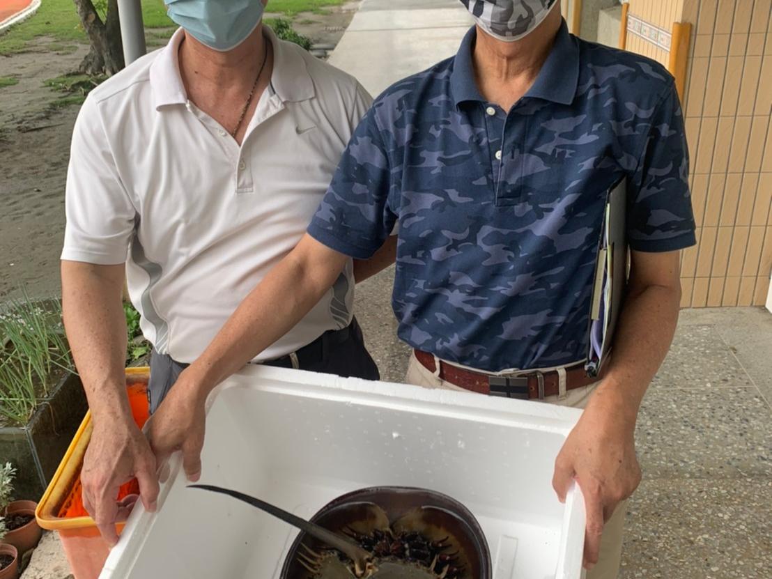 捕獲鱟及鱟認養